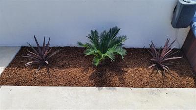 New Sago Palm